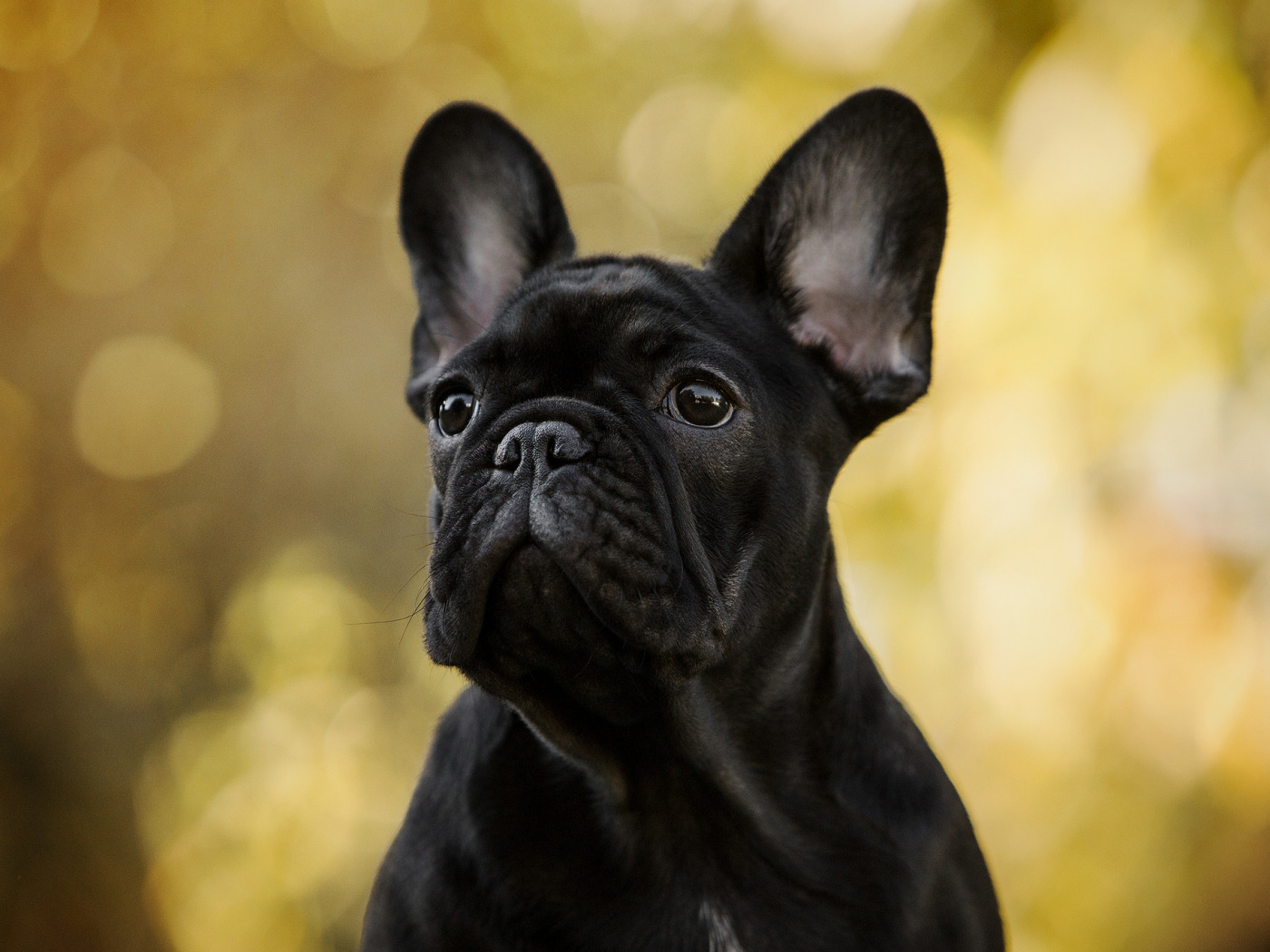Французский Бульдог Черный Фото – Telegraph