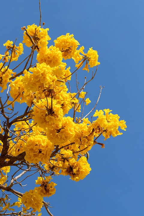 Tabebuia