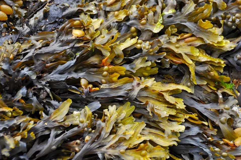 Не самые известные преимущества морских водорослей | World Web Info