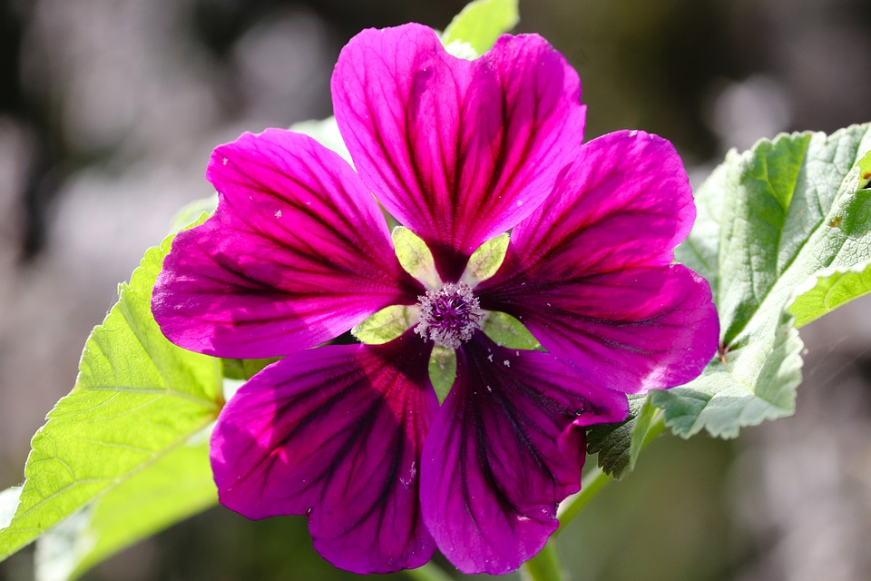 Malva neglecta, Мальва Malva neglecta, Мальва
