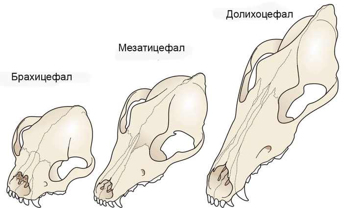 Брахицефальный синдром